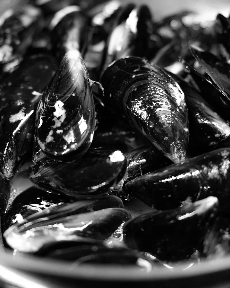 Black-and-white photo of mussels