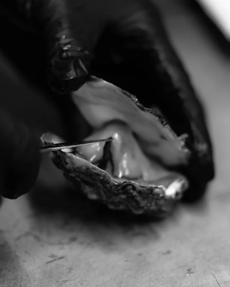 Black-and-white photo of an oyster being opened with a knife